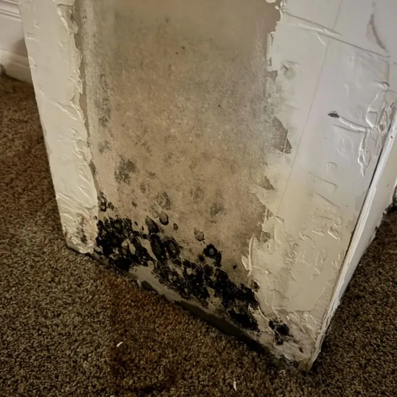 Professional Mold Removal in Payne County, OK